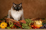 katzenfotos heilige_birma