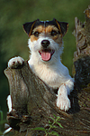 hundefotos parson_russell_terrier