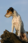 hundefotos parson_russell_terrier