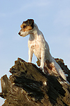 hundefotos parson_russell_terrier