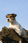 hundefotos parson_russell_terrier