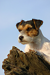 hundefotos parson_russell_terrier