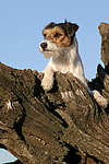 hundefotos parson_russell_terrier