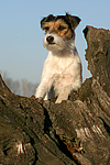 hundefotos parson_russell_terrier