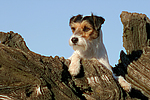 hundefotos parson_russell_terrier