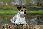 hundefotos parson_russell_terrier