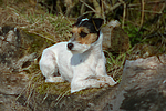 hundefotos parson_russell_terrier