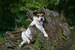 hundefotos parson_russell_terrier