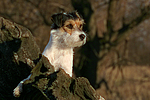 hundefotos parson_russell_terrier