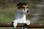 hundefotos parson_russell_terrier