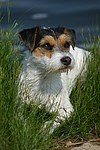 hundefotos parson_russell_terrier
