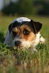 hundefotos parson_russell_terrier