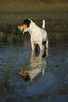 hundefotos parson_russell_terrier
