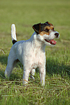 hundefotos parson_russell_terrier