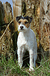 hundefotos parson_russell_terrier