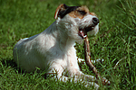hundefotos parson_russell_terrier