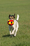 hundefotos parson_russell_terrier