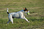 hundefotos parson_russell_terrier