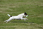 hundefotos parson_russell_terrier