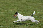hundefotos parson_russell_terrier