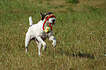 hundefotos parson_russell_terrier