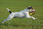 hundefotos parson_russell_terrier