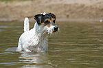hundefotos parson_russell_terrier