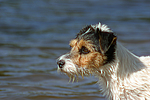 hundefotos parson_russell_terrier
