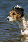 hundefotos parson_russell_terrier