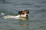 hundefotos parson_russell_terrier