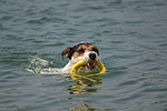 hundefotos parson_russell_terrier