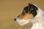 hundefotos parson_russell_terrier