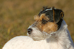 hundefotos parson_russell_terrier