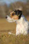 hundefotos parson_russell_terrier