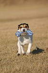hundefotos parson_russell_terrier