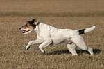 hundefotos parson_russell_terrier