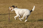 hundefotos parson_russell_terrier