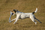 hundefotos parson_russell_terrier