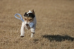 hundefotos parson_russell_terrier