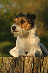 hundefotos parson_russell_terrier