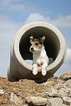 hundefotos parson_russell_terrier