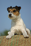 hundefotos parson_russell_terrier