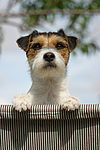 hundefotos parson_russell_terrier