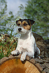 hundefotos parson_russell_terrier