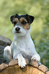 hundefotos parson_russell_terrier