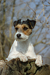 hundefotos parson_russell_terrier