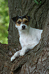 hundefotos parson_russell_terrier