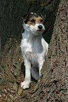 hundefotos parson_russell_terrier