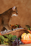 katzenfotos abessinier