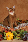 katzenfotos abessinier